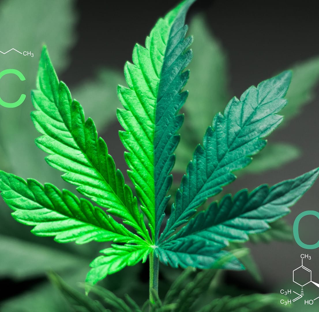 Porównanie CBD i THC