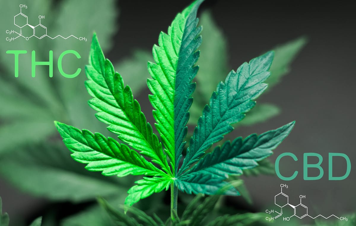 Porównanie CBD i THC