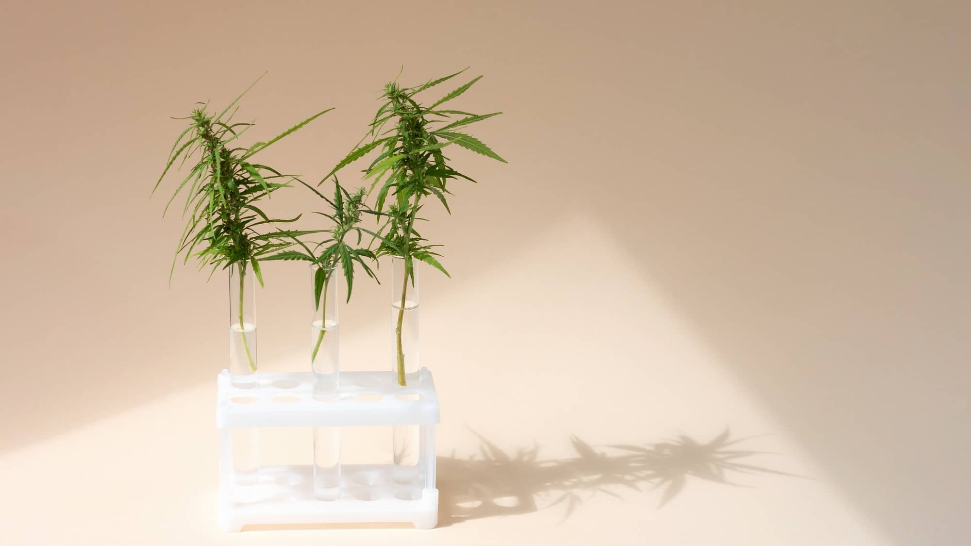 How drug testing for marijuana works