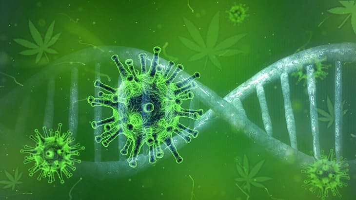 Prosty przewodnik po układzie endokannabinoidowym