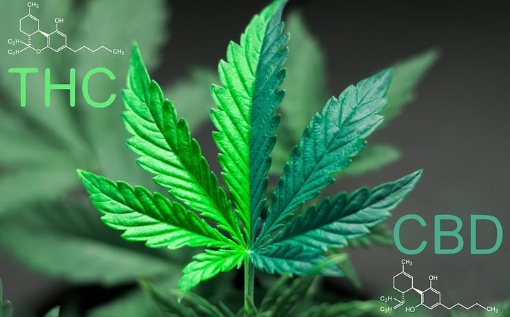 Porównanie CBD i THC
