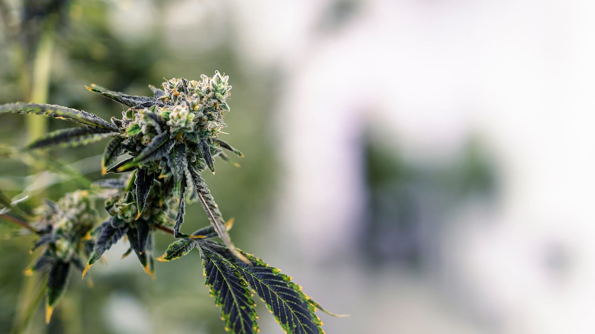 Co z niedoborem endokannabinoidów