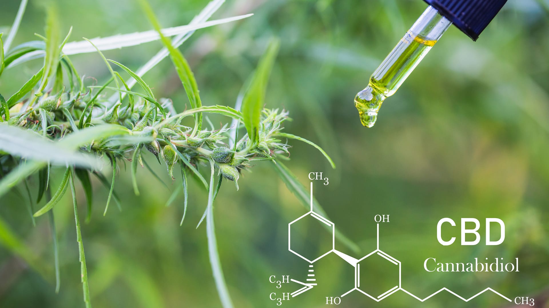 Kannabinoidy i terpeny