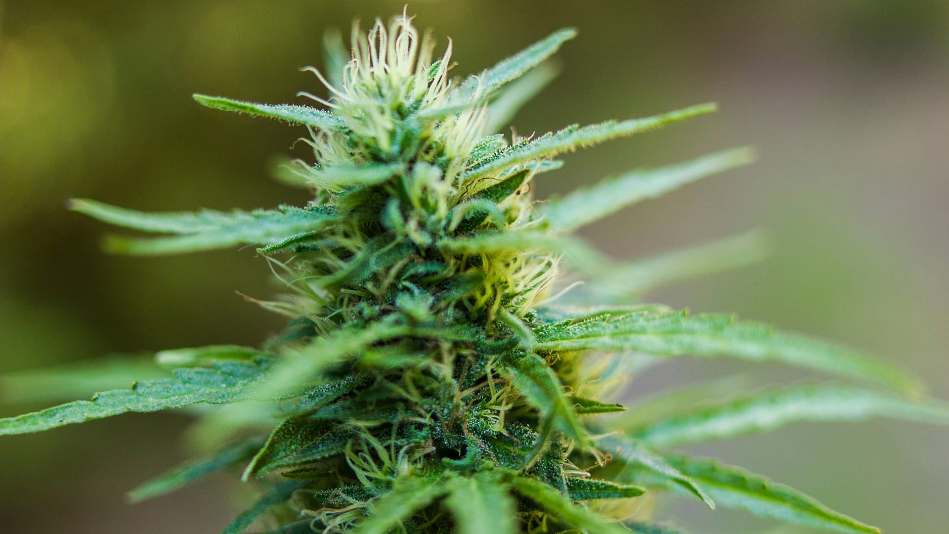 Jakie są korzyści z medycznej marihuany