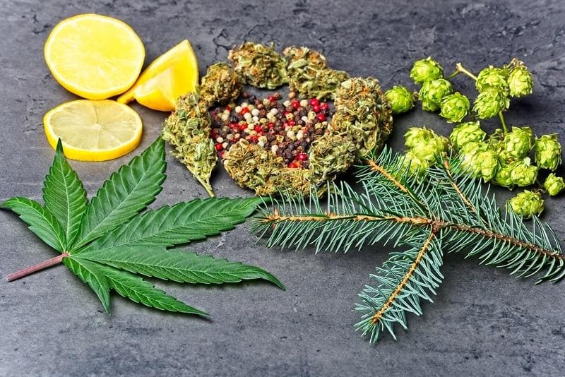 Terpeny co to